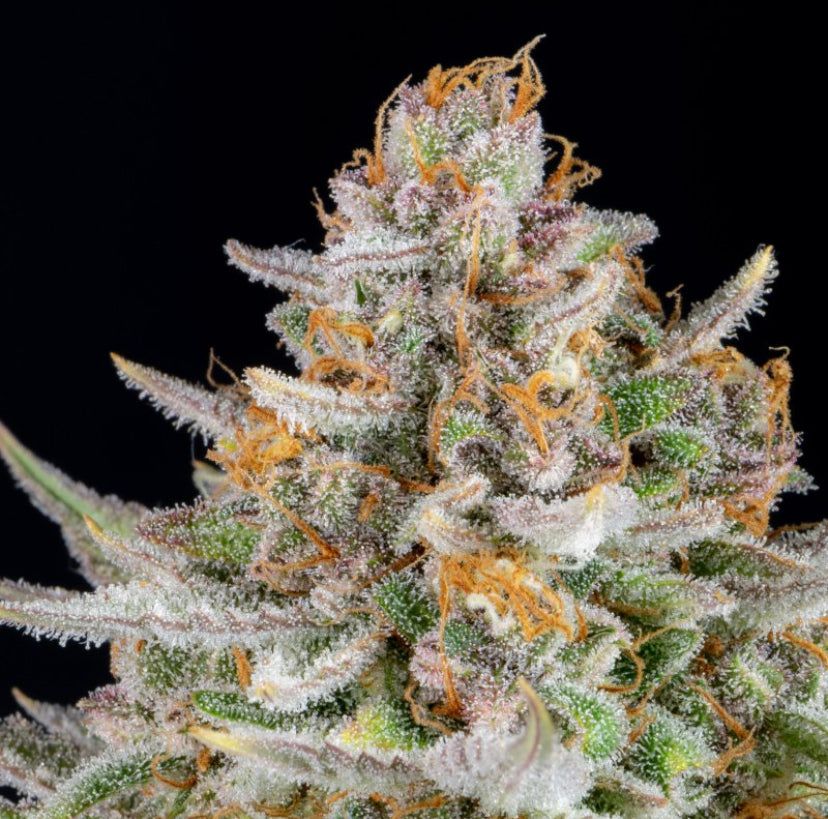Fast Bud 420 - Strawberry Pie Auto - Semi Di Cannabis Autofiorente