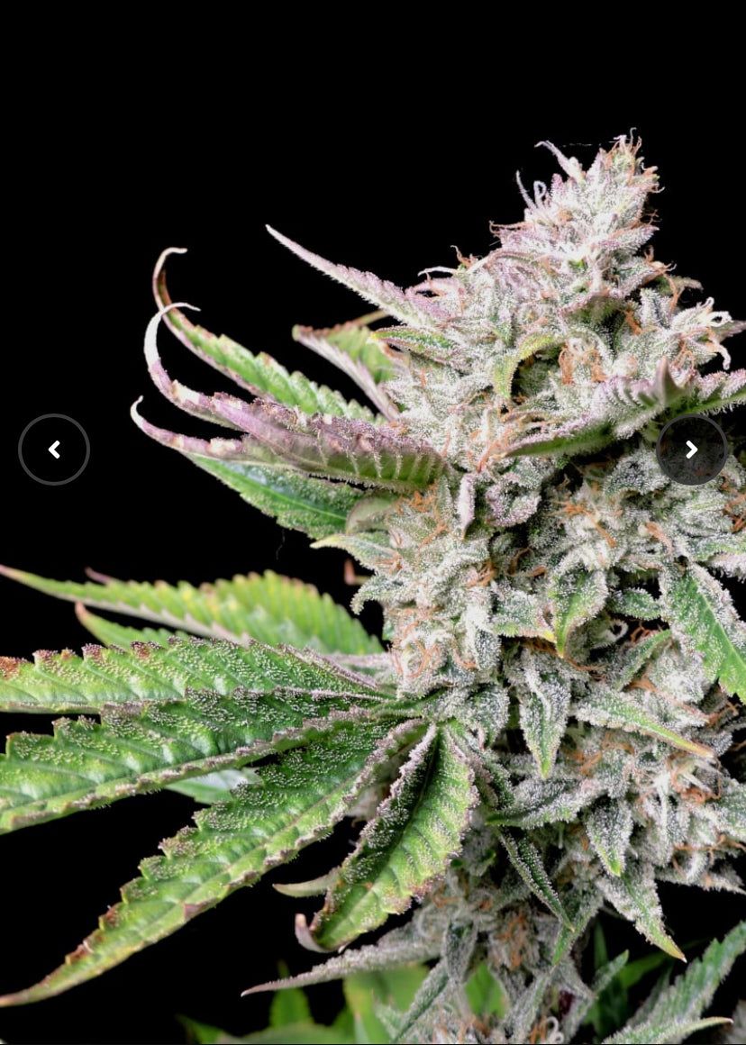 Fast Bud 420 - Cherry Cola Auto - Semi Di Cannabis Autofiorente