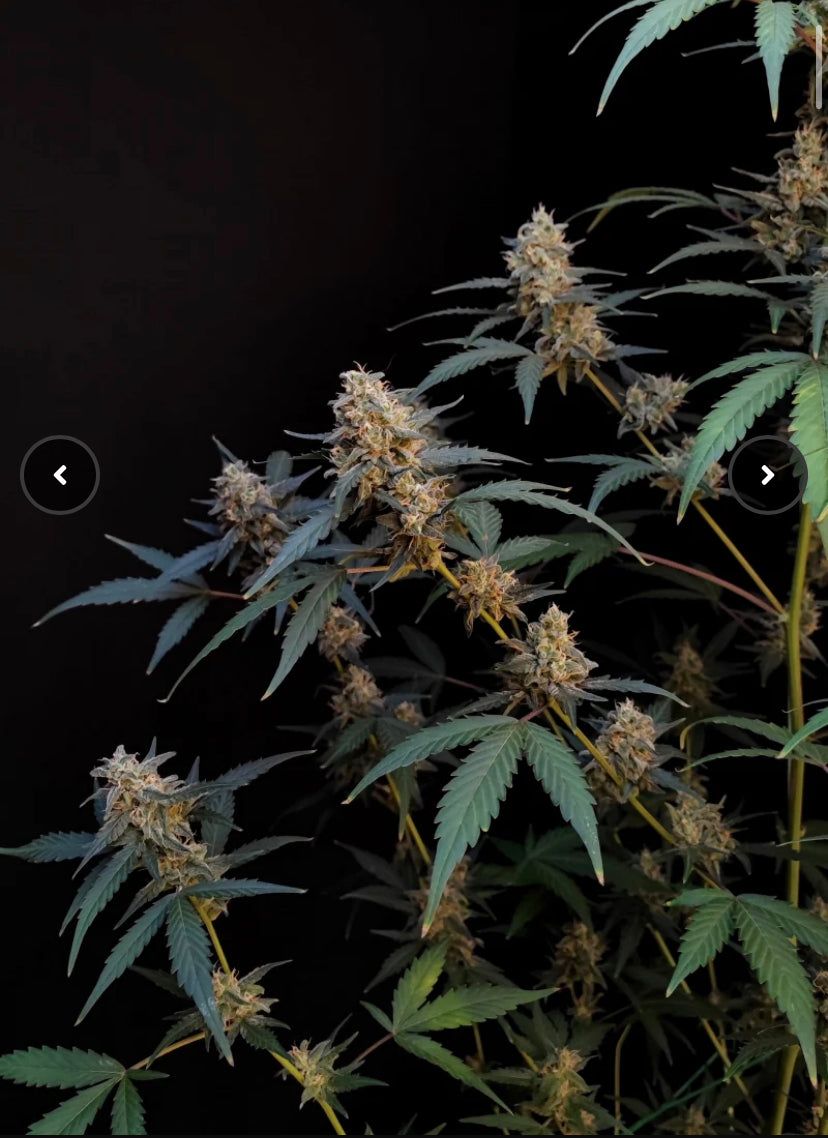 Fast Bud 420 - Bubblegum Auto - Semi Di Cannabis Autofiorenti