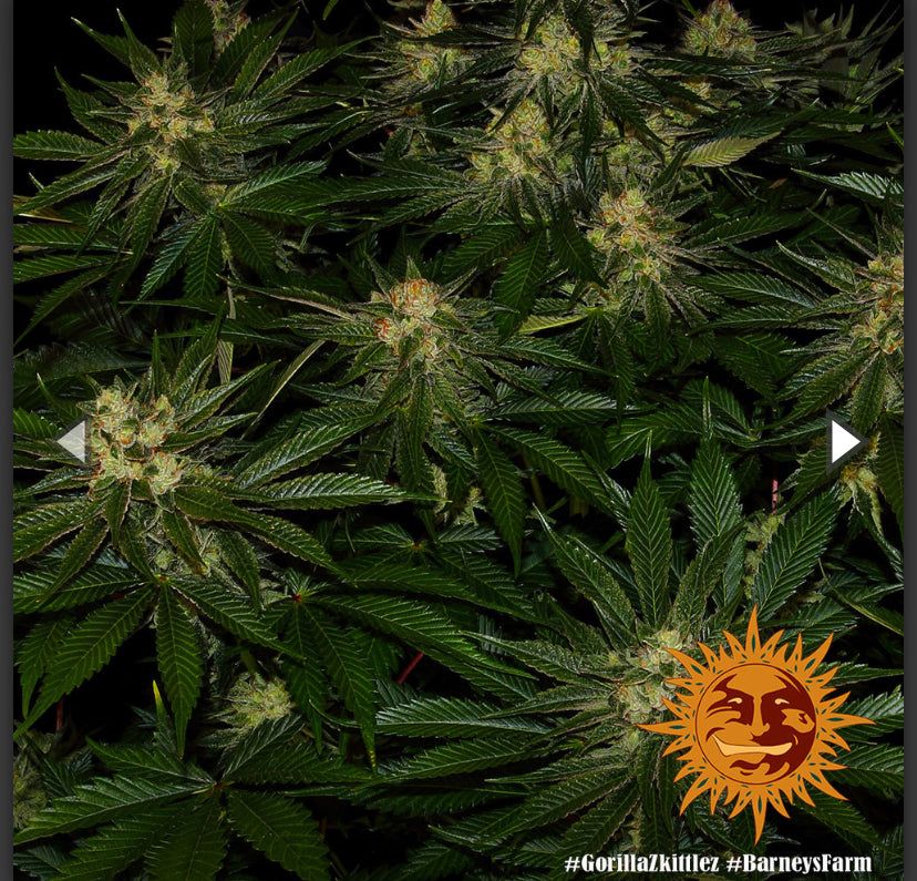 Barney’s Farm - Gorilla Zkittlez - semi di cannabis - femminizzato