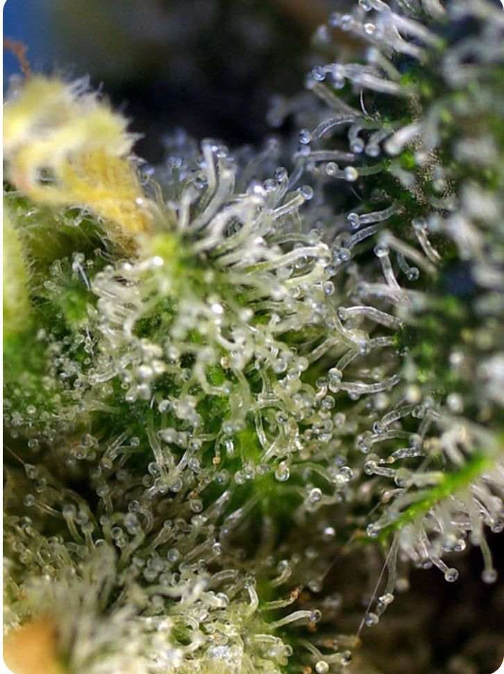 Sweet Seeds - Sweet Amnesia Haze - Semi Di Cannabis Femminizzati