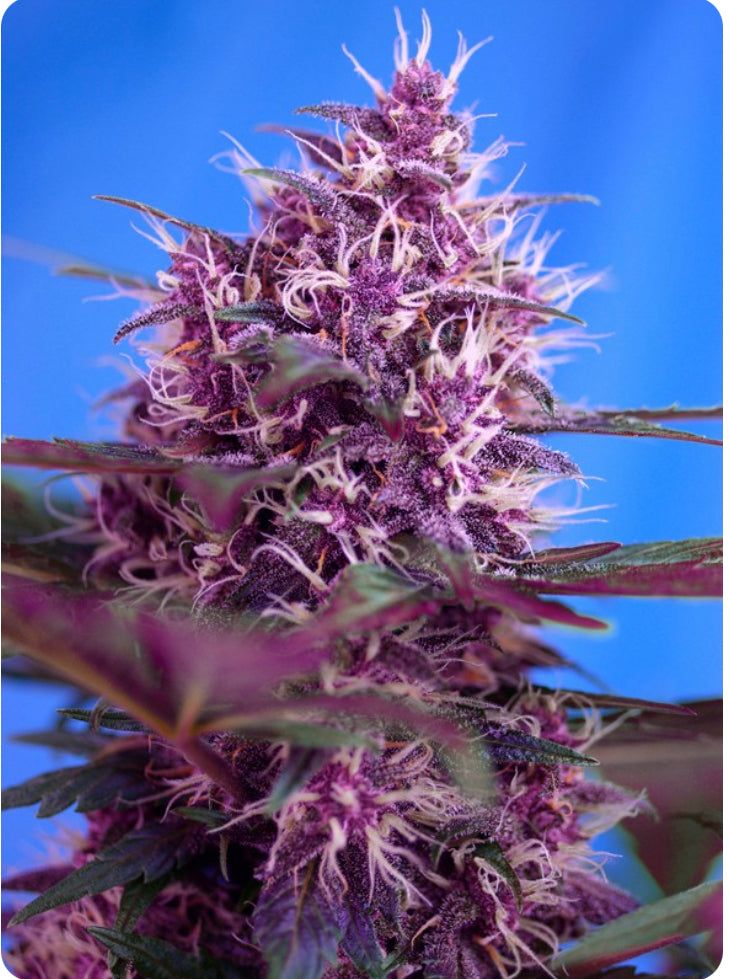 Sweet Seeds - Red Poison Auto - Semi Di Cannabis Autofiorente
