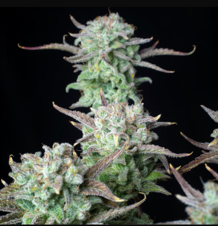 Fast Bud 420 - Strawberry Banana Auto - Semi Di Cannabis Autofiorente