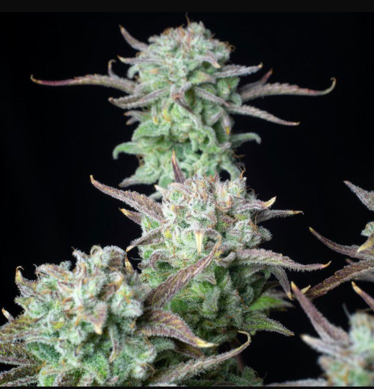 Autofiorente Strawberry Banana - Semi di Cannabis Potente