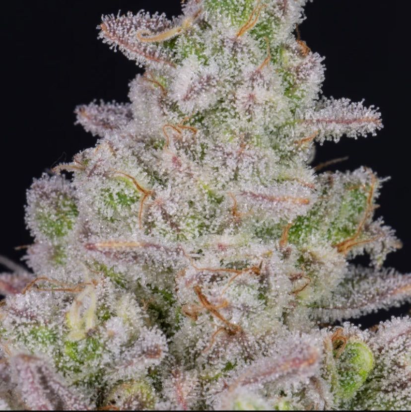 Fast Bud 420 - Gorilla Cookies Auto - Semi Di Cannabis Autofiorenti