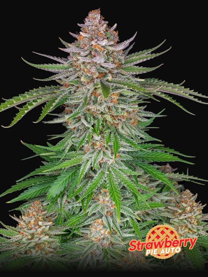 Fast Bud 420 - Strawberry Pie Auto - Semi Di Cannabis Autofiorente