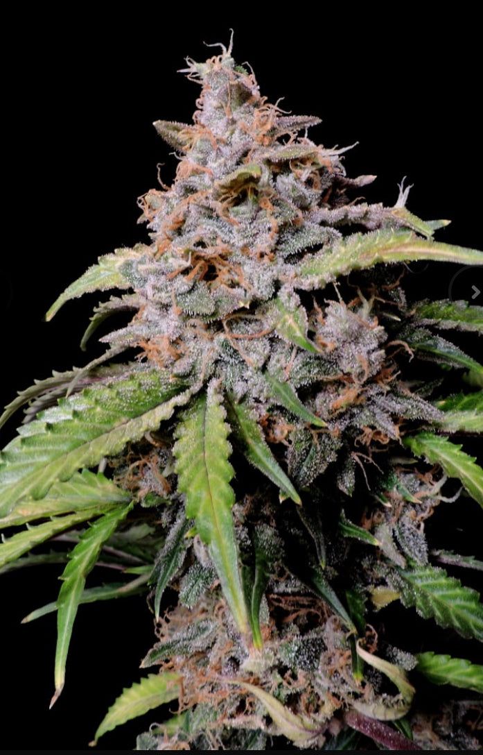 Fast Bud 420 - Amnesia Zkittlez Auto - Semi Di Cannabis Autofiorente