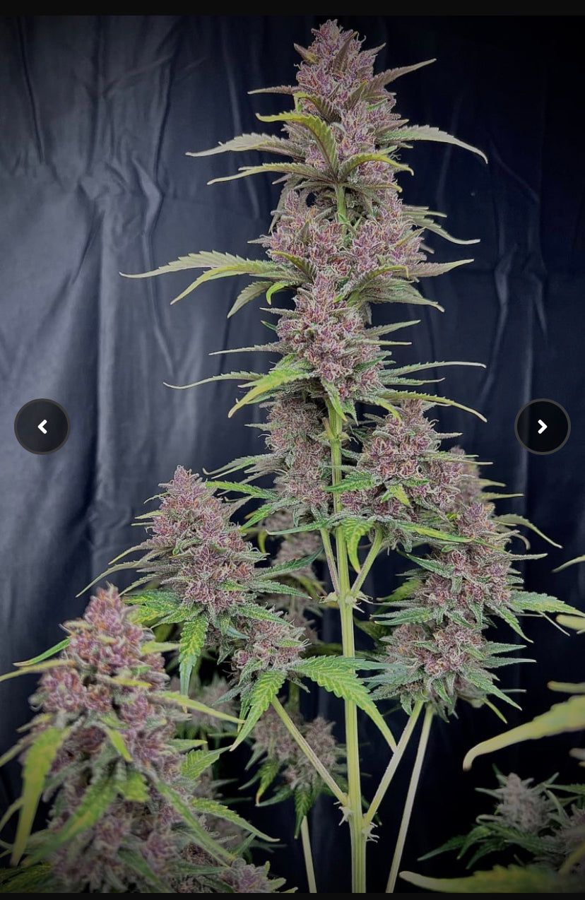 Fast Bud 420 - Banana Purple Punch - Semi Di Cannabis Autofiorenti