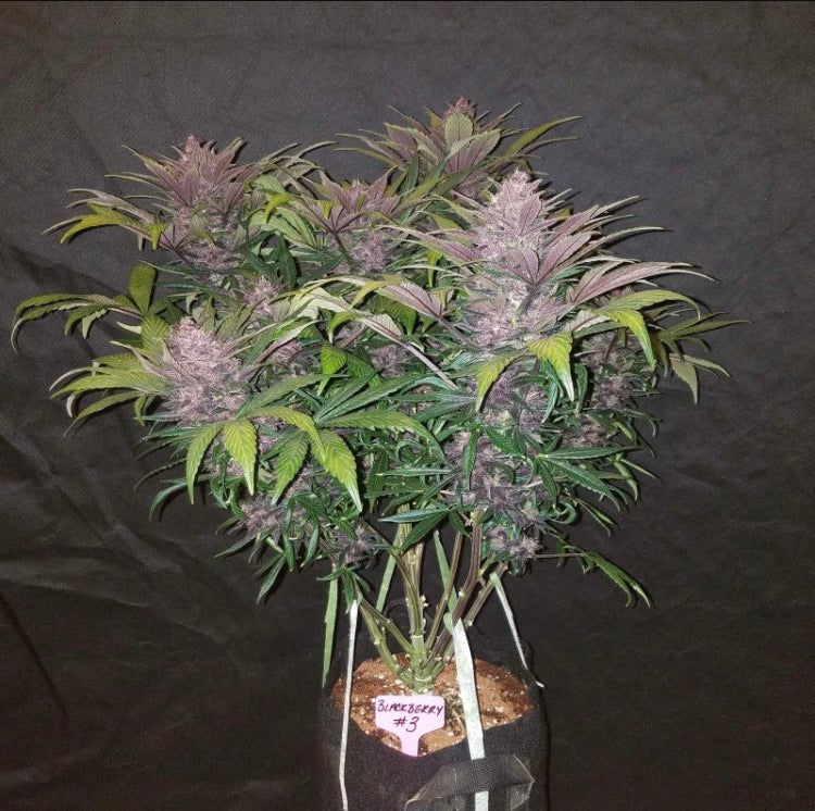 Acquista Blackberry Auto - Semi Autofiorenti Cannabis