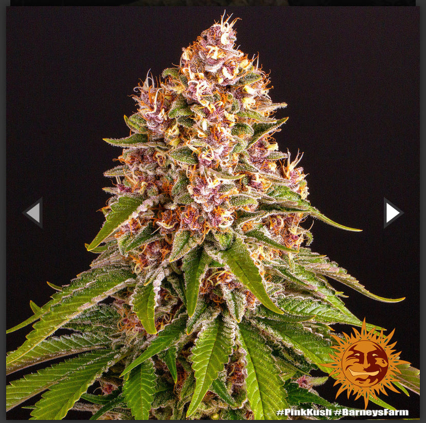 Berney’s Farm - Pink Kush - Semi Di Cannabis Femminizzati