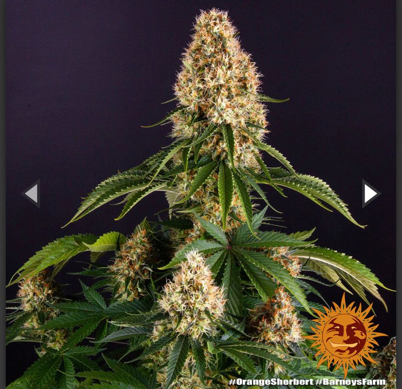 Barney's Farm - Orange Sherbert - Semi Di Cannabis Femmizizzata