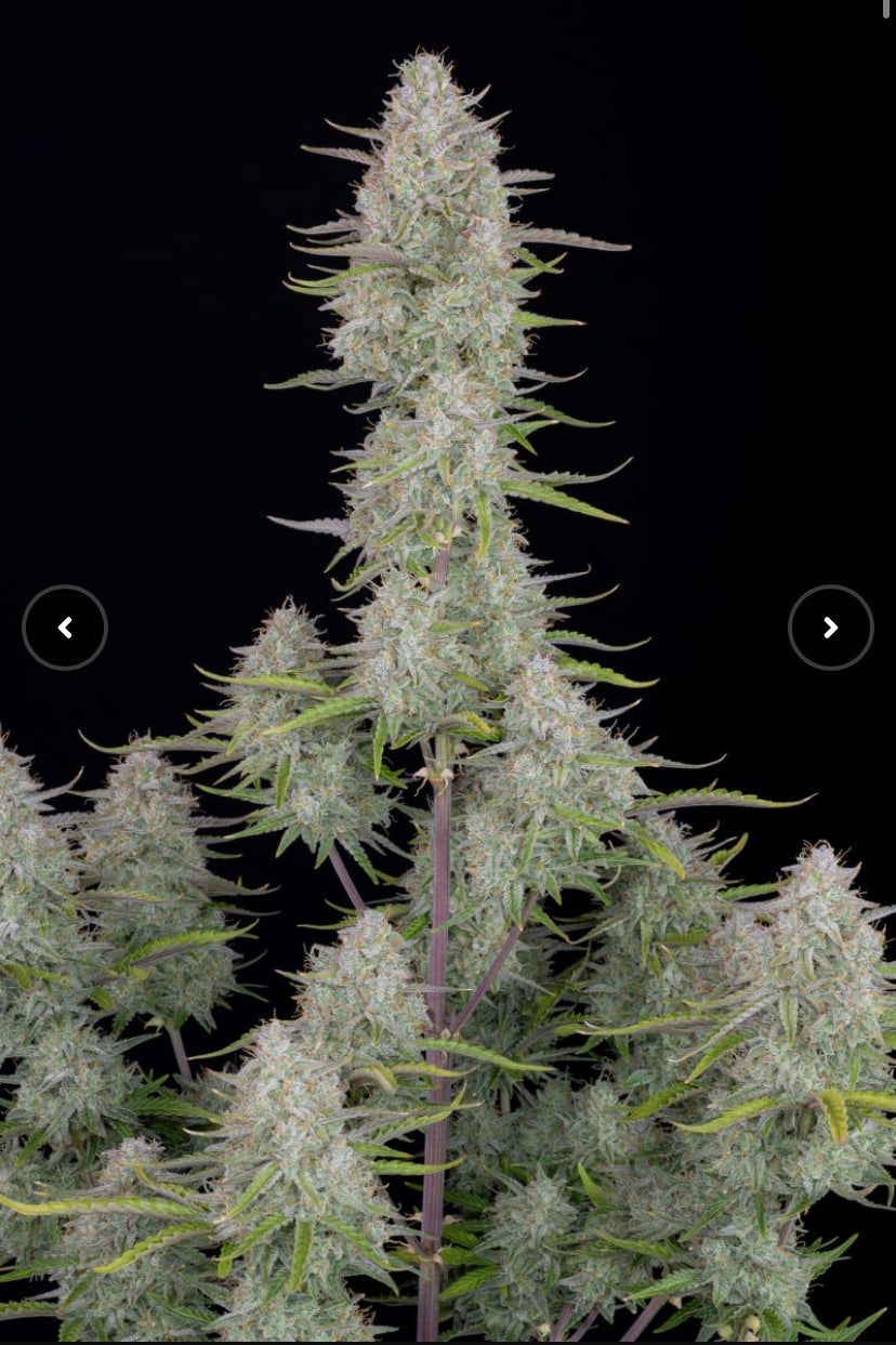 Fast Bud 420 - Wedding Cheesecake - Semi Di Cannabis Autofiorente