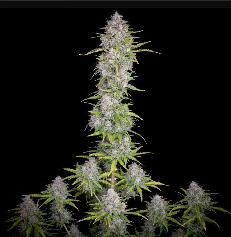 Fast Bud 420 - Orange Sherbert Auto - Semi Di Cannabis Autofiorenti