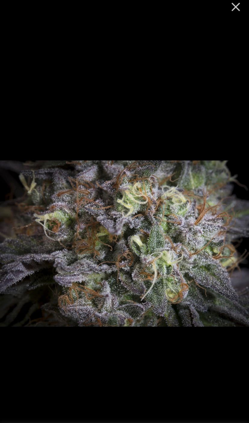 Gulpa - Paradise Seeds - Semi Di Cannabis Femminizzati