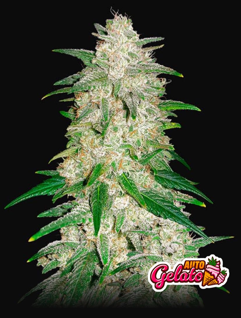 Fast Bud 420 - Gelato Auto - Semi Di Cannabis Autofiorenti