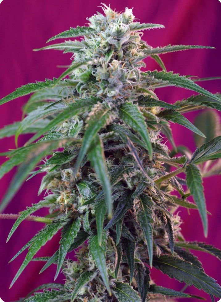 Sweet Seeds - Green Poison Auto - Semi Di Cannabis Autofiorenti