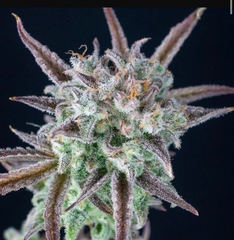 Autofiorente Strawberry Banana - Semi di Cannabis Potente