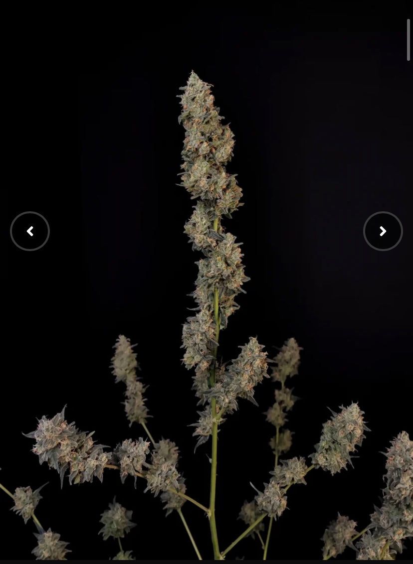 Fast Bud 420 - Bubblegum Auto - Semi Di Cannabis Autofiorenti