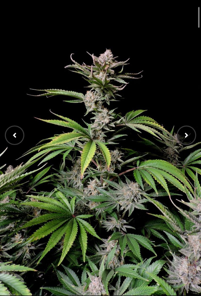 Fast Bud 420 - Cherry Cola Auto - Semi Di Cannabis Autofiorente