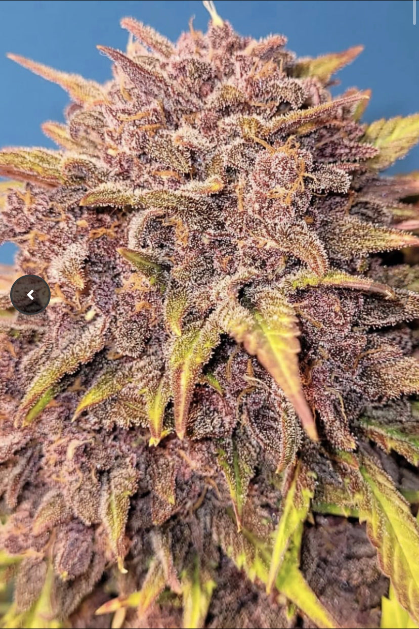 Fast Bud 420 - Purple Lemonade Auto - Semi Di Cannabis Autofiorenti
