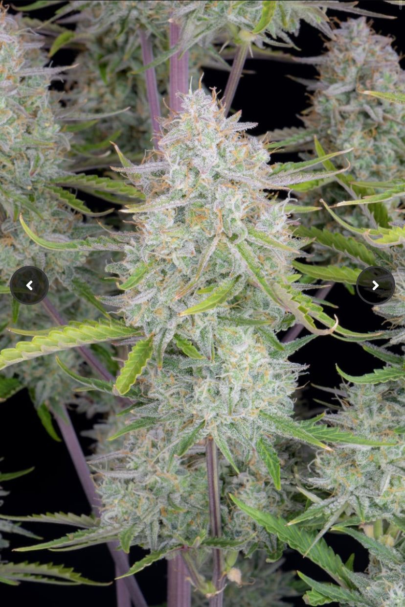 Fast Bud 420 - Wedding Cheesecake - Semi Di Cannabis Autofiorente