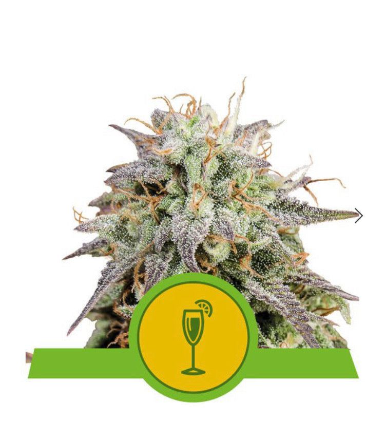 Royal Queen Seeds - Mimosa Auto - Semi Di Cannabis Autofiorente