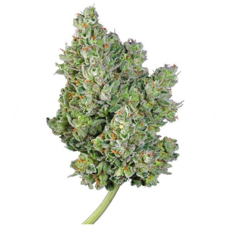 Royal Queen Seeds - Royal Gorilla Auto - Semi Di Cannabis Autofiorenti