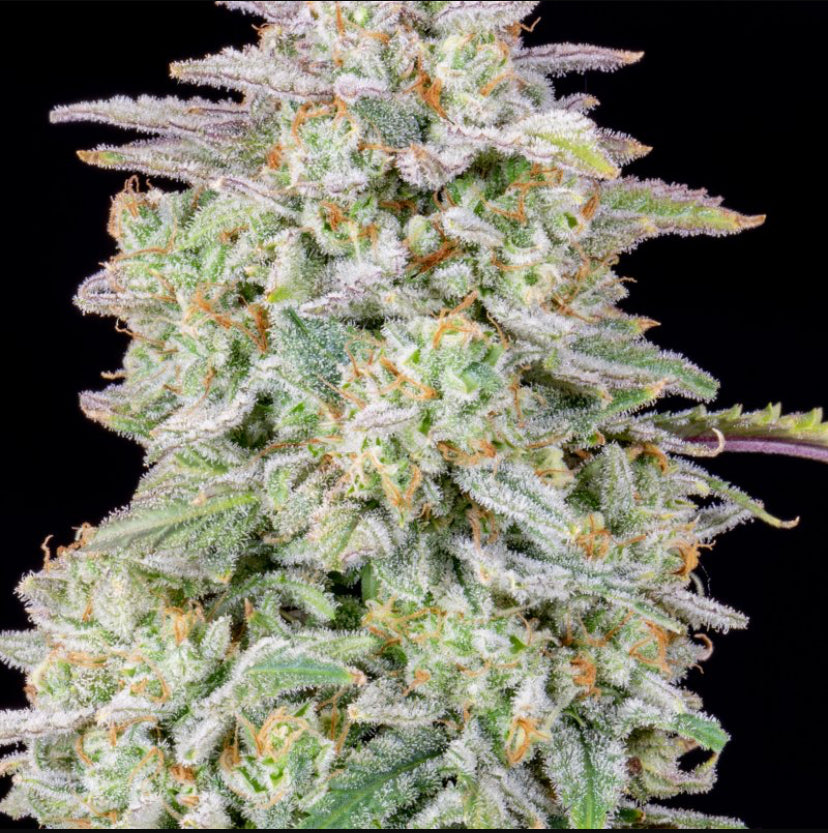 Fast Bud 420 - Forbidden Runtz Auto - Semi Di Cannabis Autofiorente
