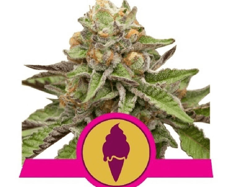 Royal Queen Seeds - Green Gelato - Semi Di Cannabis Femminizzati