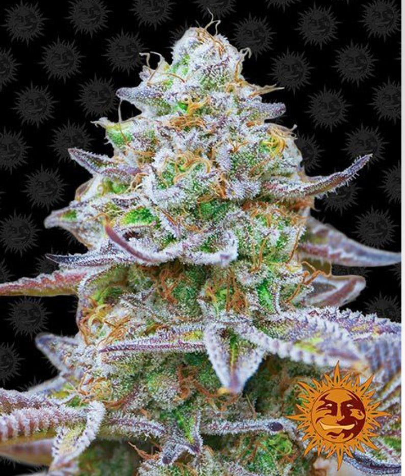 Barney’s Farm - Gorilla Zkittlez - semi di cannabis - femminizzato