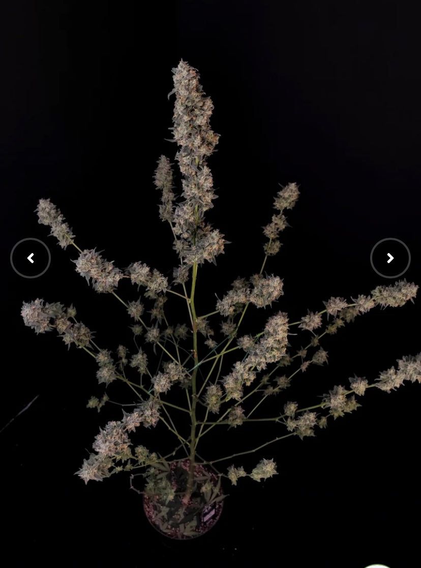 Fast Bud 420 - Bubblegum Auto - Semi Di Cannabis Autofiorenti