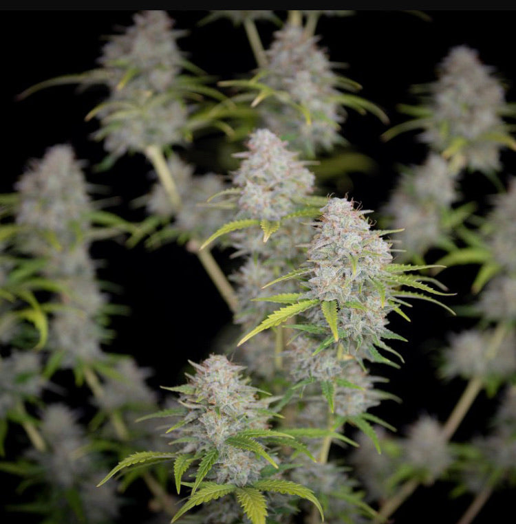 Fast Bud 420 - Orange Sherbert Auto - Semi Di Cannabis Autofiorenti