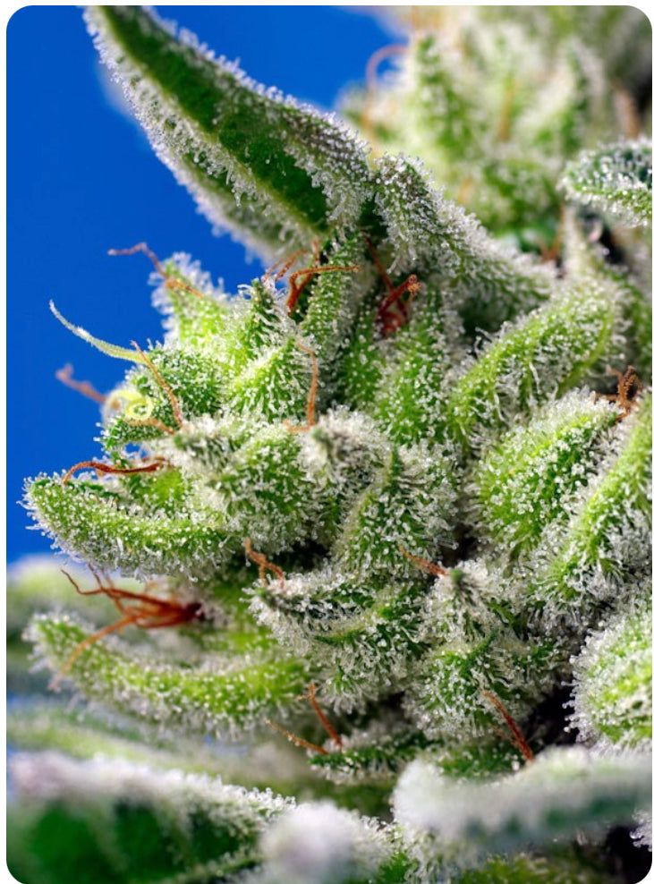 Sweet Seeds - Sweet Gelato Auto - Semi Di Cannabis Autofiorenti