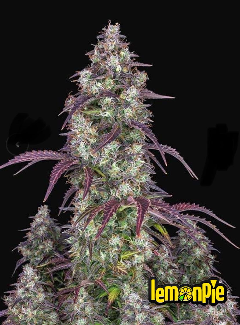 Fast Bud 420 - Lemon Pie Auto - Semi Di Cannabis Autofiorenti