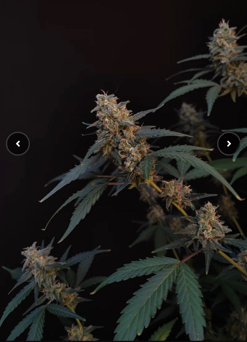 Fast Bud 420 - Bubblegum Auto - Semi Di Cannabis Autofiorenti
