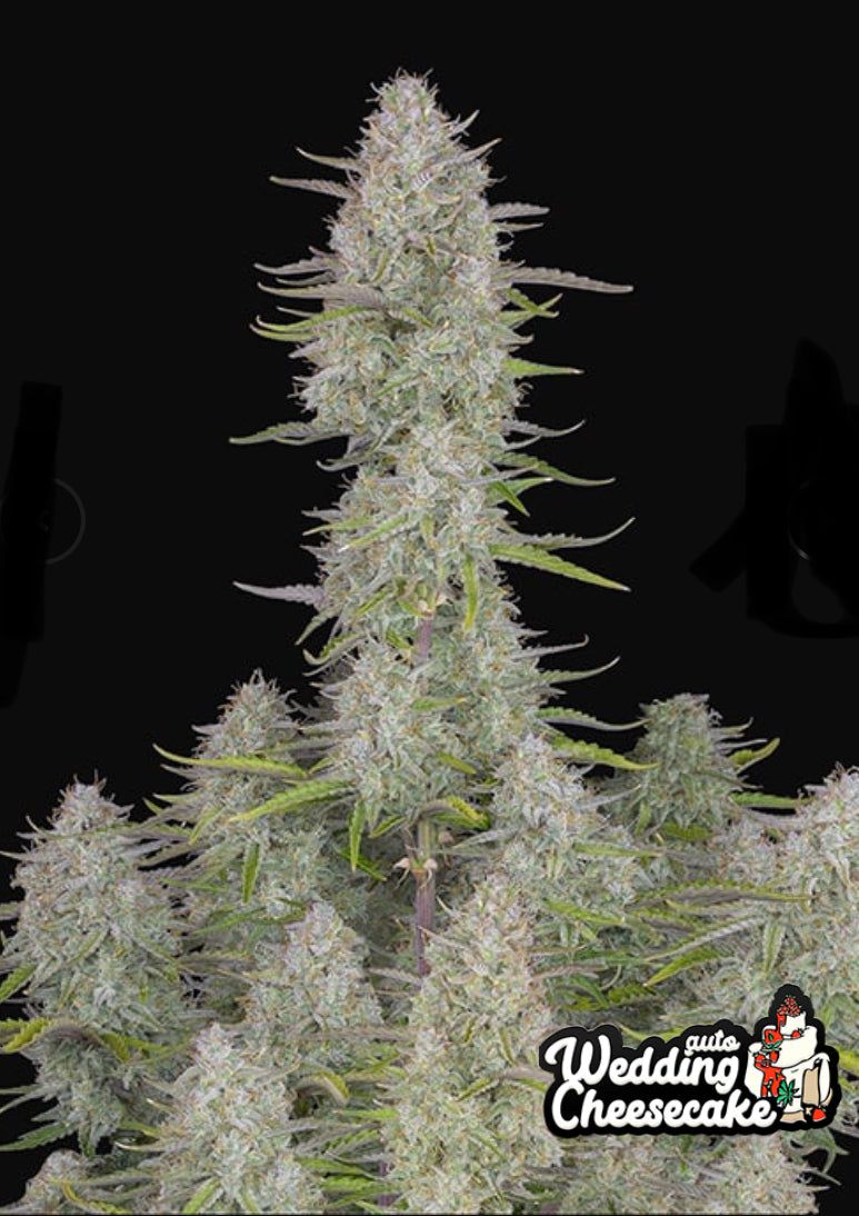 Fast Bud 420 - Wedding Cheesecake - Semi Di Cannabis Autofiorente