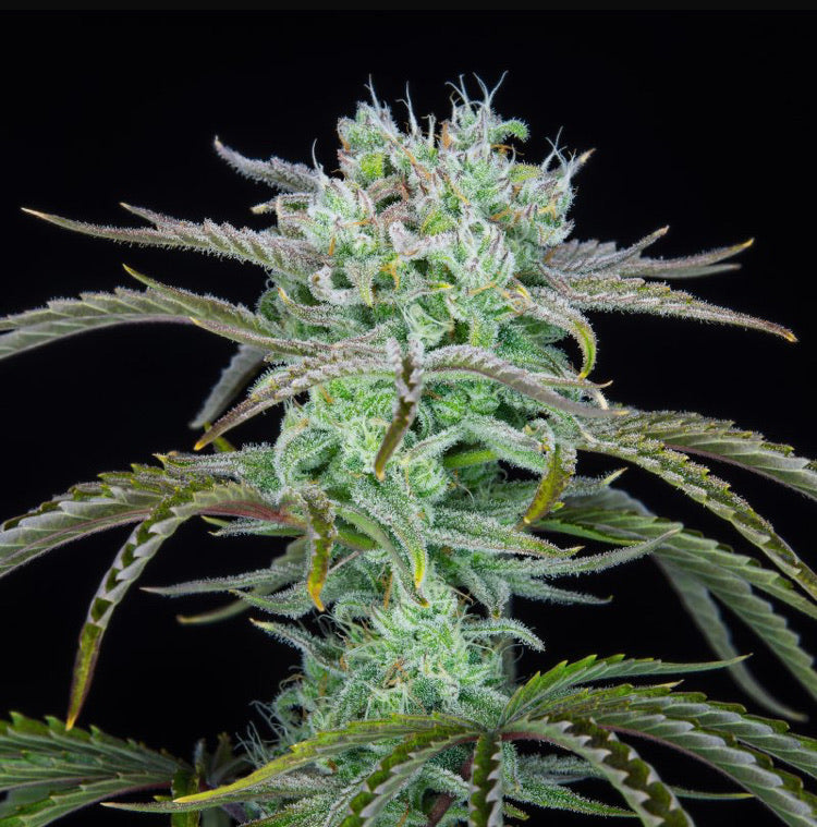 Fast Bud 420 - Strawberry Banana Auto - Semi Di Cannabis Autofiorente