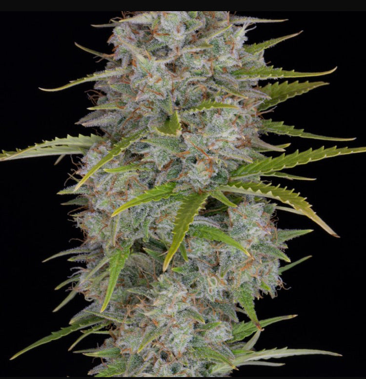 Fast Bud 420 - Orange Sherbert Auto - Semi Di Cannabis Autofiorenti