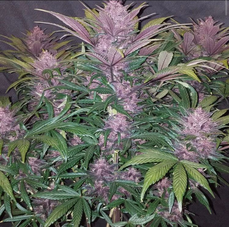 Acquista Blackberry Auto - Semi Autofiorenti Cannabis