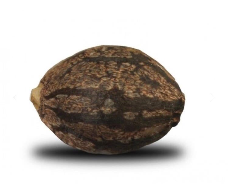 Royal Queen Seed - Skunk Xl Fem - Semi Di Cannabis Feminizzati