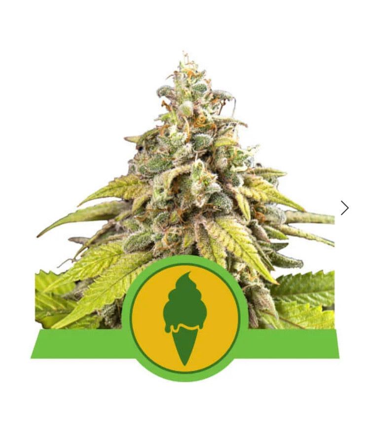 Semi Cannabis Green Gelato Auto - Autofiorente Potente