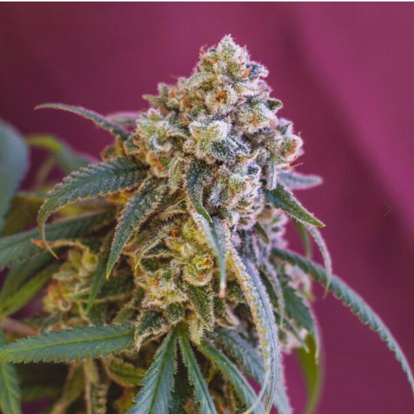 Royal Queen Seeds - Green Crack Punch - Semi Di Cannabis Femminizzati