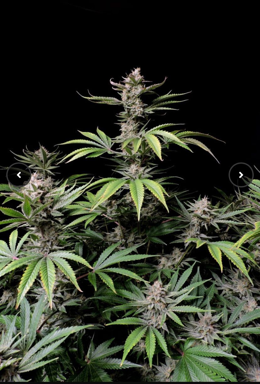 Fast Bud 420 - Cherry Cola Auto - Semi Di Cannabis Autofiorente