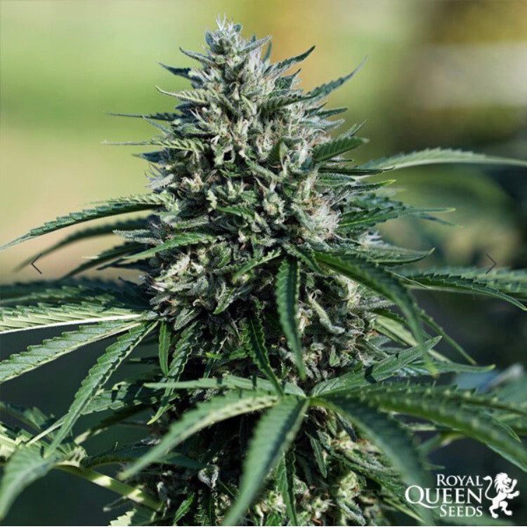 Royal Cookies Auto Semi Di Cannabis Autofiorenti