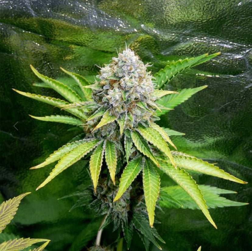 Royal Queen Seeds - O.G. Kush - Semi Di Cannabis Femminizzati