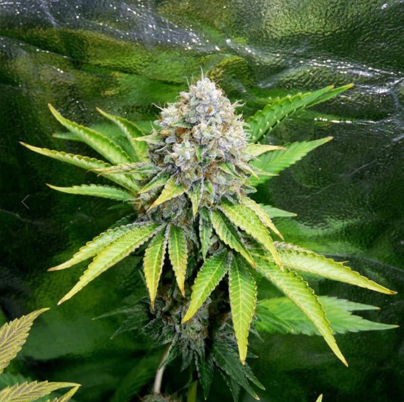Royal Queen Seeds - O.G. Kush - Semi Di Cannabis Femminizzati