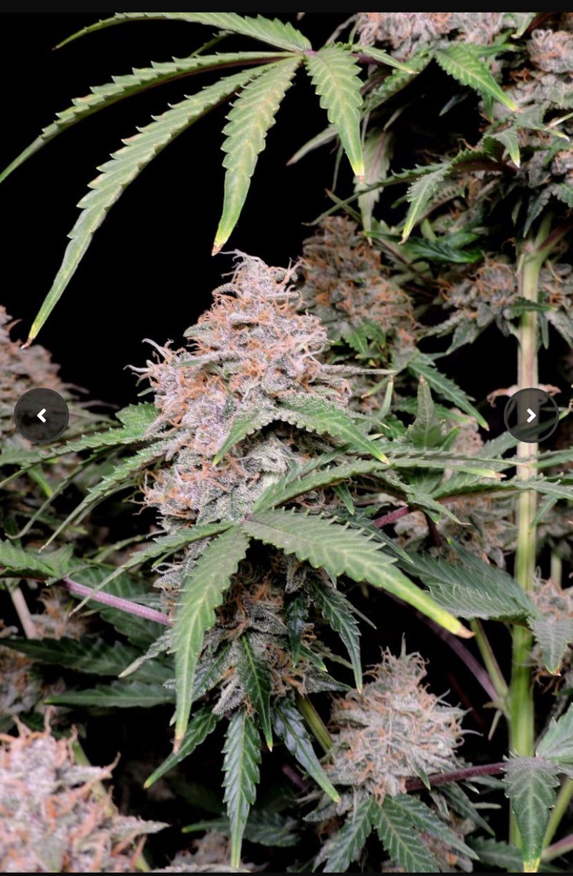 Fast Bud 420 - Amnesia Zkittlez Auto - Semi Di Cannabis Autofiorente