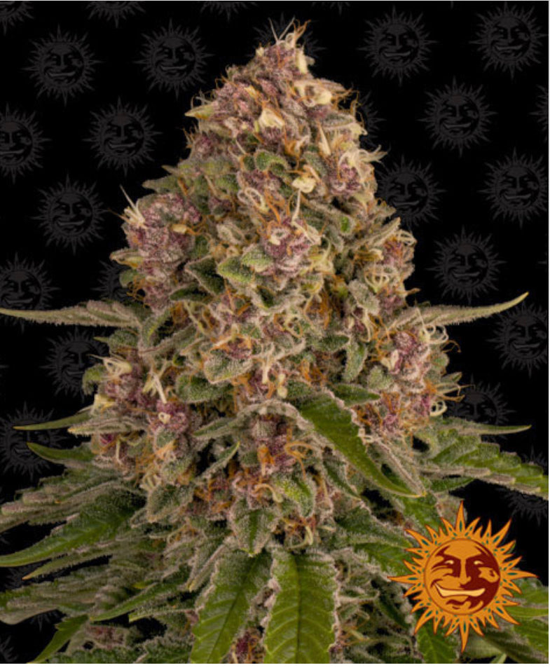 Berney’s Farm - Pink Kush - Semi Di Cannabis Femminizzati