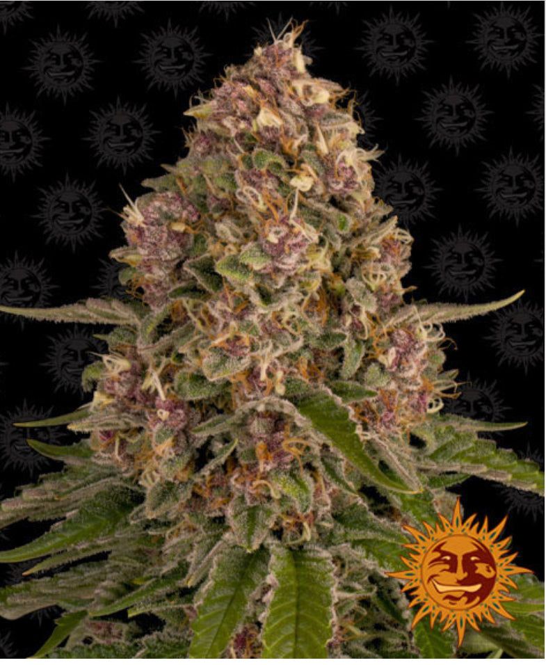 Berney’s Farm - Pink Kush - Semi Di Cannabis Femminizzati