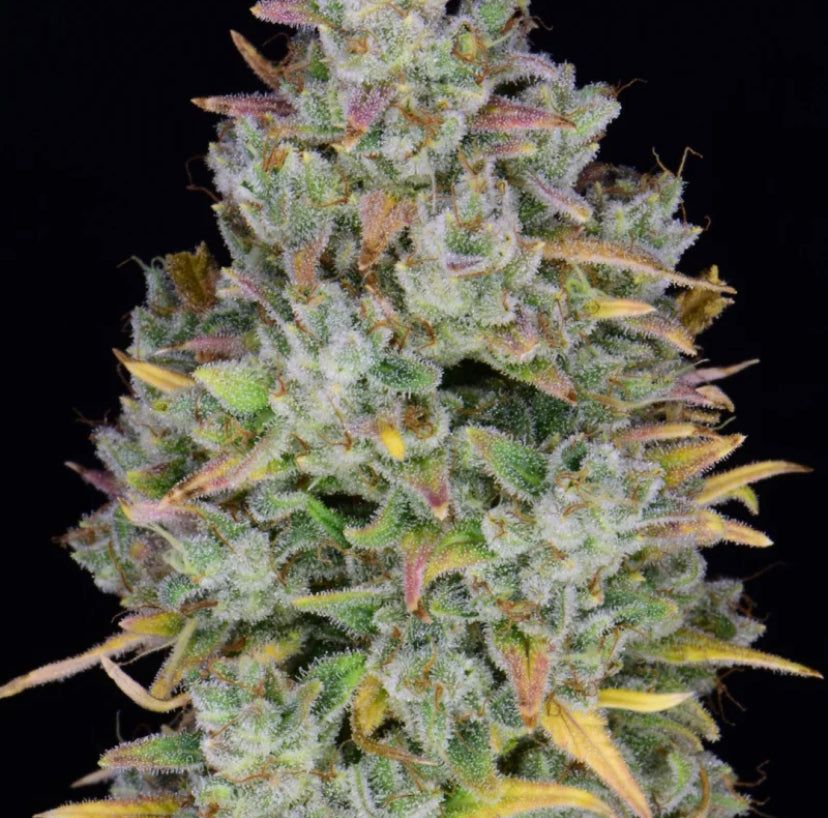 Fast Bud 420 - Gelato Auto - Semi Di Cannabis Autofiorenti